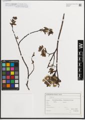 Foto von Salix L.